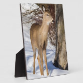 Witstaartbier (Sluiten) Fotoplaat (Zijkant)