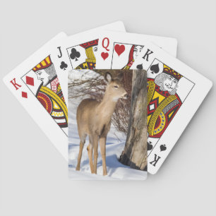 Witstaartbier (Sluiten) Pokerkaarten