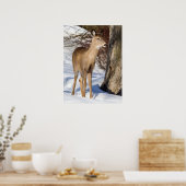 Witstaartbier (Sluiten) Poster (Keuken)