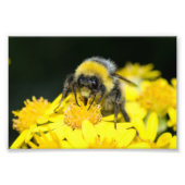 Witstaartbijen Foto Afdruk (Voorkant)