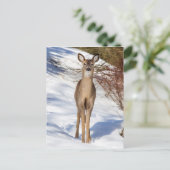 Witstaartbruin die naar u kijkt (close-up) briefkaart (Staand voorkant)