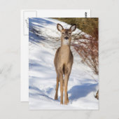 Witstaartbruin die naar u kijkt (close-up) briefkaart (Voorkant / Achterkant)