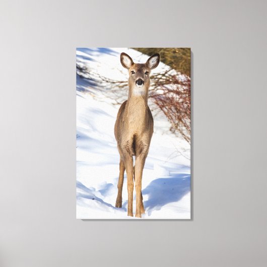 Witstaartbruin die naar u kijkt (close-up) canvas afdruk (Voorkant)