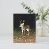 Witstaartbuck Deer Briefkaart (Staand voorkant)