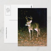 Witstaartbuck Deer Briefkaart (Voorkant / Achterkant)