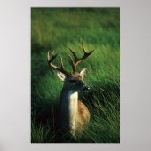 Witstaartbuck Poster (Voorkant)