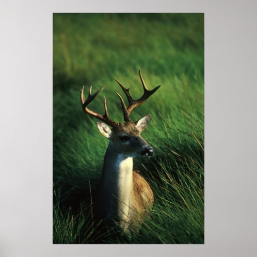 Witstaartbuck Poster (Voorkant)