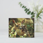 Witstaartdeer Fawn Briefkaart (Staand voorkant)