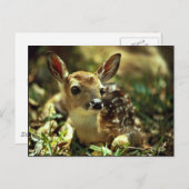 Witstaartdeer Fawn Briefkaart (Voorkant / Achterkant)