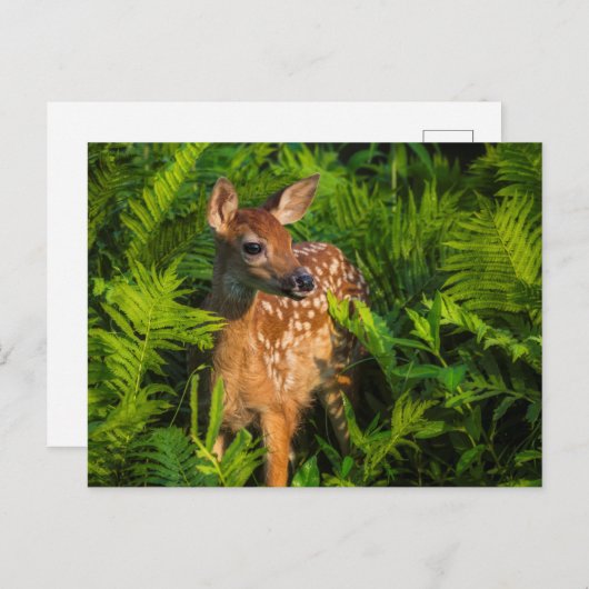 Witstaartdeer Fawn | Minnesota Briefkaart (Voorkant / Achterkant)