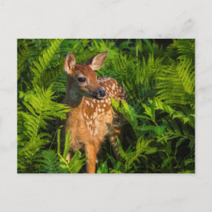 Witstaartdeer Fawn   Minnesota Briefkaart