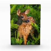 Witstaartdeer Fawn | Minnesota Fotoblokken (Voorkant)