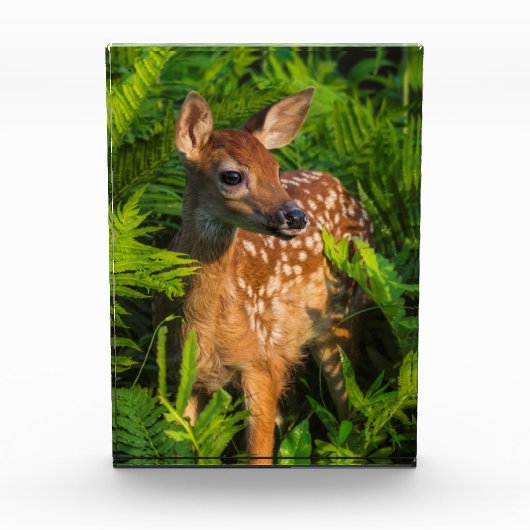 Witstaartdeer Fawn | Minnesota Fotoblokken (Voorkant)