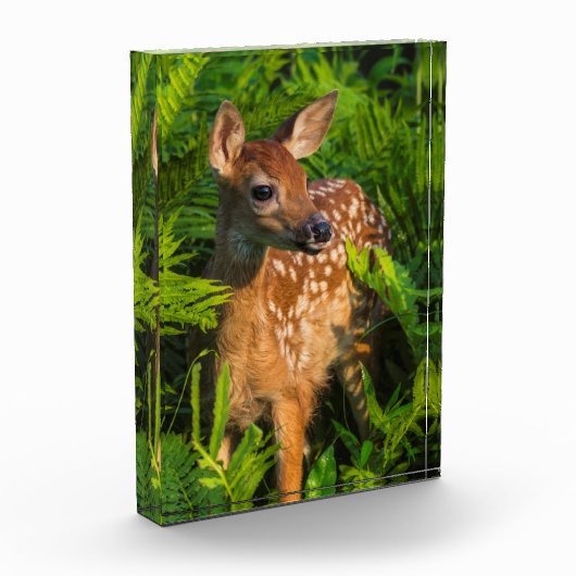 Witstaartdeer Fawn | Minnesota Fotoblokken (Links)