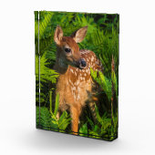 Witstaartdeer Fawn | Minnesota Fotoblokken (Rechts)