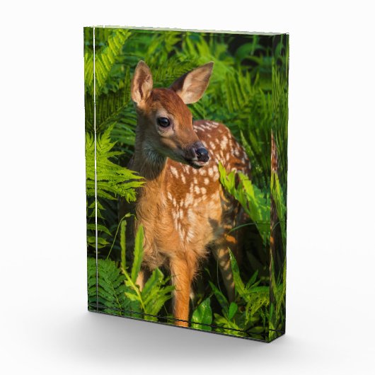 Witstaartdeer Fawn | Minnesota Fotoblokken (Rechts)