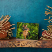 Witstaartdeer Fawn | Minnesota Fotoplaat (Zijkant)