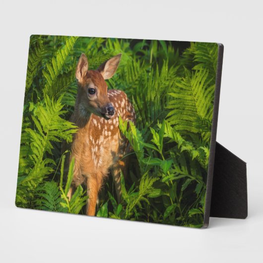 Witstaartdeer Fawn | Minnesota Fotoplaat (Zijkant)
