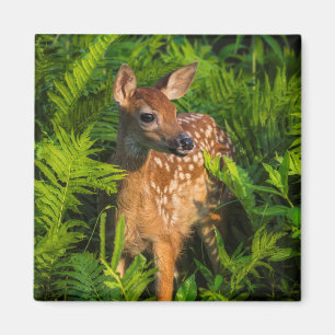 Witstaartdeer Fawn   Minnesota Magneet