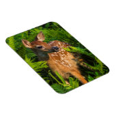 Witstaartdeer Fawn | Minnesota Magneet (Rechterzijde)