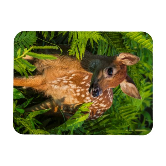Witstaartdeer Fawn | Minnesota Magneet (Horizontaal)