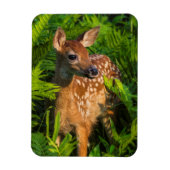 Witstaartdeer Fawn | Minnesota Magneet (Verticaal)