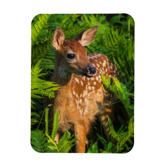 Witstaartdeer Fawn | Minnesota Magneet (Verticaal)
