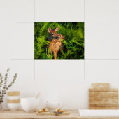 Witstaartdeer Fawn | Minnesota Poster (Keuken)