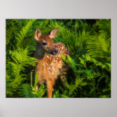 Witstaartdeer Fawn | Minnesota Poster (Voorkant)