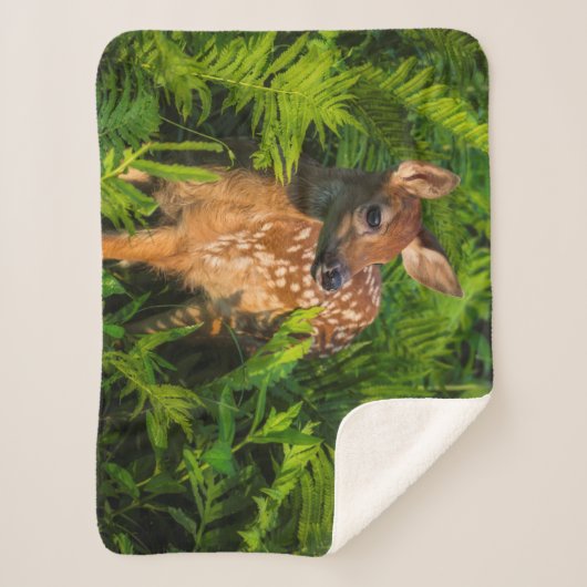 Witstaartdeer Fawn | Minnesota Sherpa Deken (Voorkant)