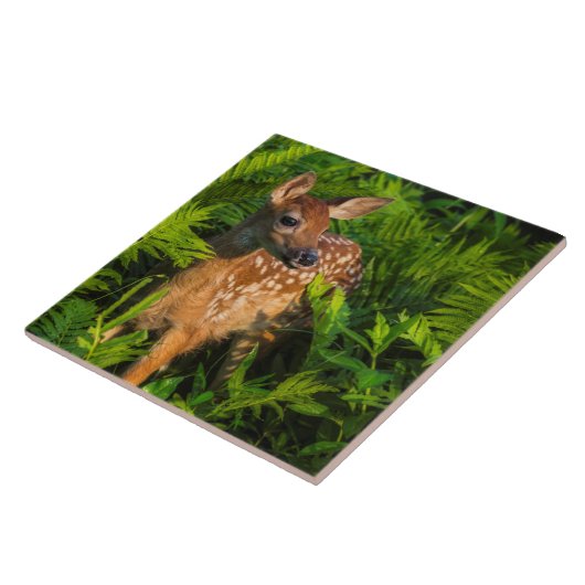 Witstaartdeer Fawn | Minnesota Tegeltje (Zijkant)