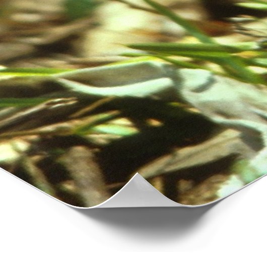 Witstaartdeer Fawn Poster (Hoek)