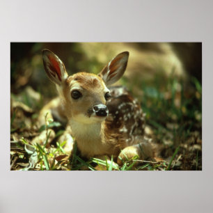 Witstaartdeer Fawn Poster