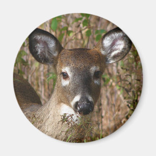 Witstaartdeer Magnet