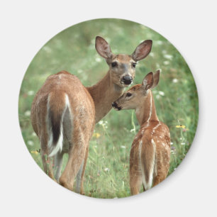 Witstaartdeer met Fawn Magneet