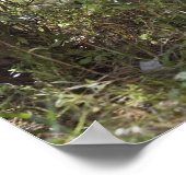 Witstaartdeer, Odocoileus virginianus, 2 Poster (Hoek)