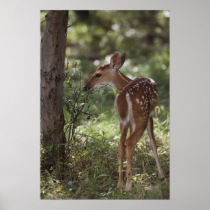 Witstaartdeer, Odocoileus virginianus, 2 Poster