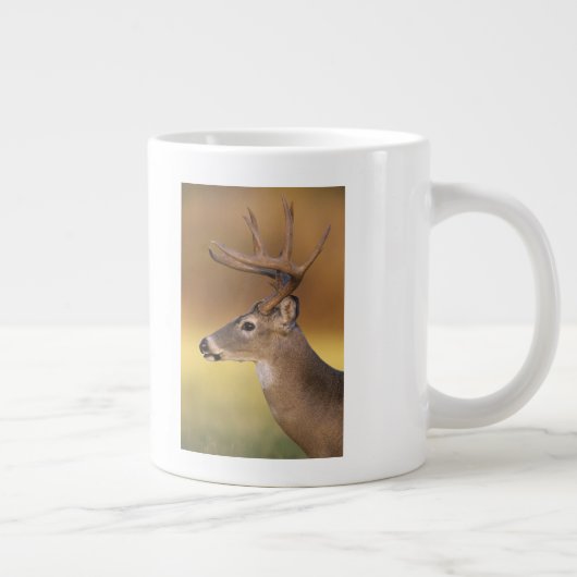 Witstaartdeer, Odocoileus virginianus, Grote Koffiekop (Rechts)