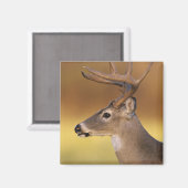 Witstaartdeer, Odocoileus virginianus, Magneet (Voorkant / Achterkant)