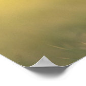 Witstaartdeer, Odocoileus virginianus, Poster (Hoek)