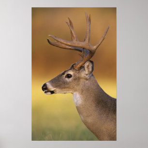 Witstaartdeer, Odocoileus virginianus, Poster