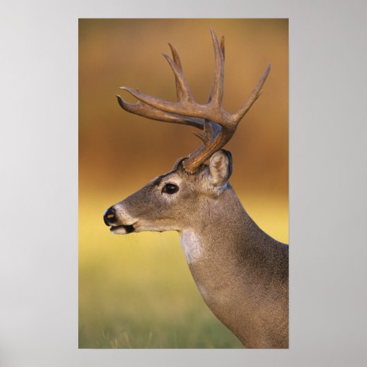 Witstaartdeer, Odocoileus virginianus, Poster (Voorkant)