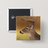 Witstaartdeer, Odocoileus virginianus, Vierkante Button 5,1 Cm (Voorkant /achterkant)