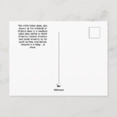 Witstaarten Briefkaart (Achterkant)