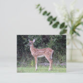 Witstaarten Briefkaart (Staand voorkant)