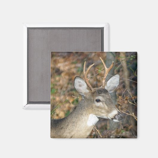 Witstaartheremagneet Magneet (Voorkant / Achterkant)