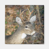 Witstaartheremagneet Magneet (Voorkant)