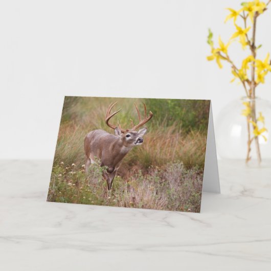 Witstaartherfst in Texas Kaart (Gele Bloem)