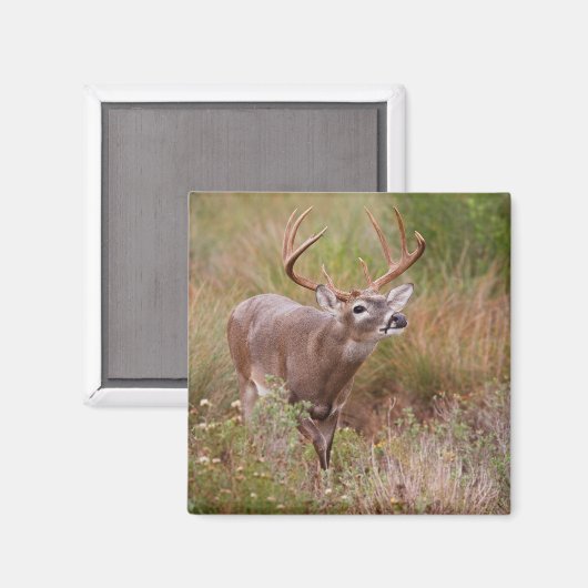 Witstaartherfst in Texas Magneet (Voorkant / Achterkant)