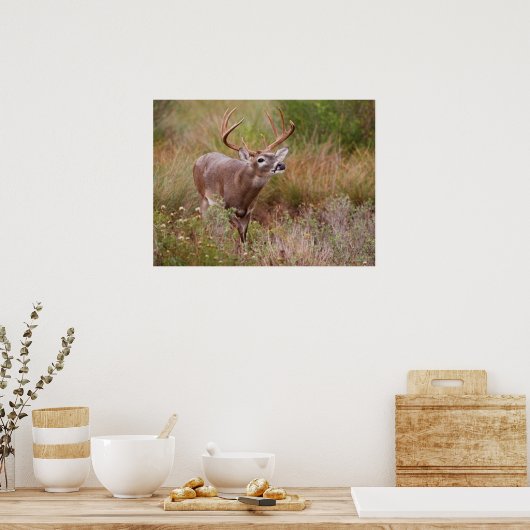 Witstaartherfst in Texas Poster (Keuken)